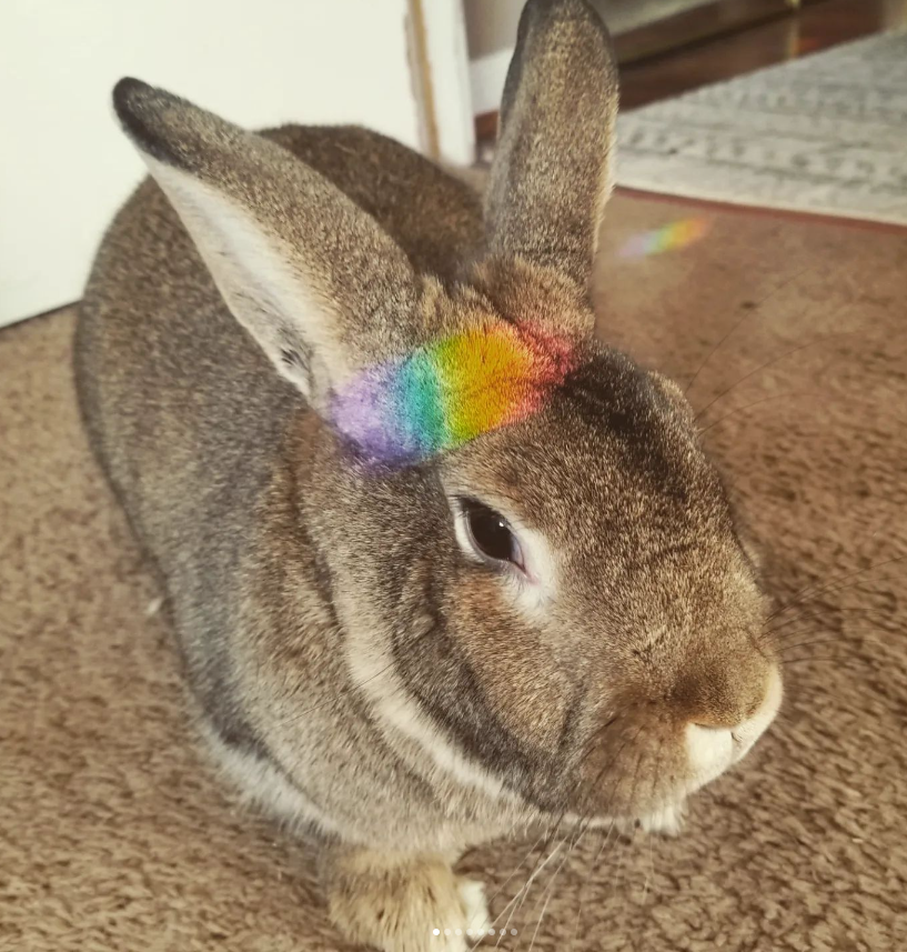 Pet Finder Rabbit Logo